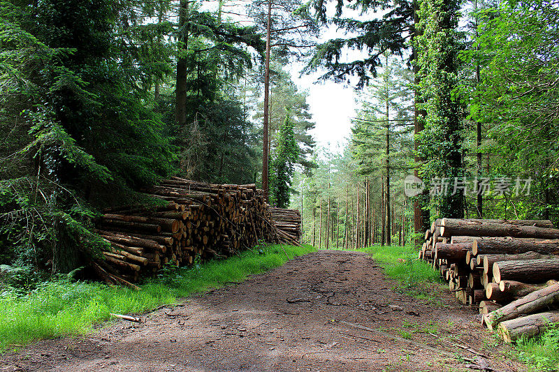 成堆的原木，在木材/木材场砍伐的树干